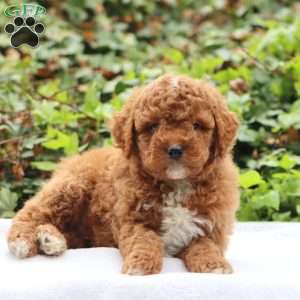 Teddy F1BB, Mini Goldendoodle Puppy